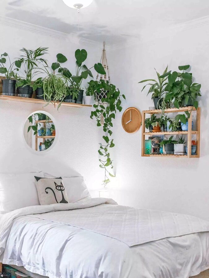 تزئین پشت تخت با گیاهان خانگی